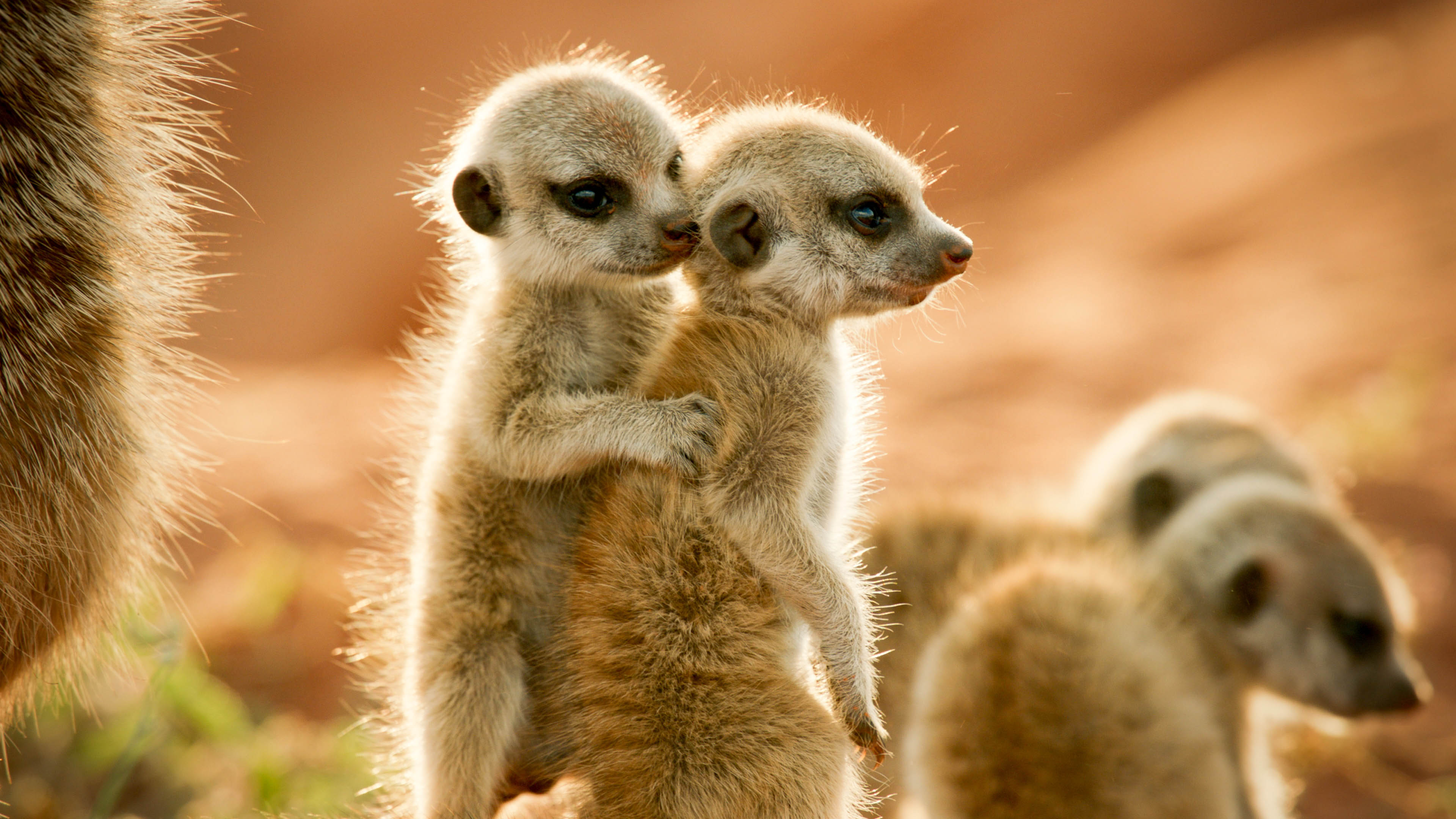 LIFE: FIRST STEPS, Episode 102 - Meerkats in South Africa